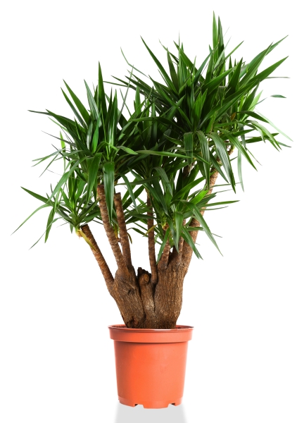 Юкка разветвленная 40/160 см