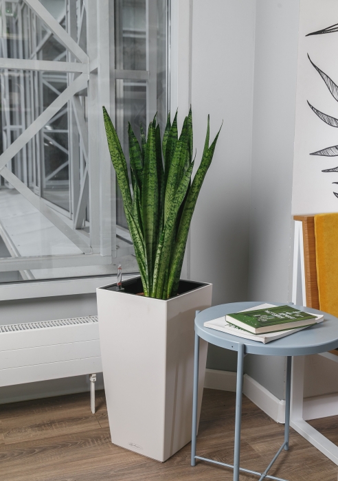 Сансевиерия Зейланика в CUBICO 30