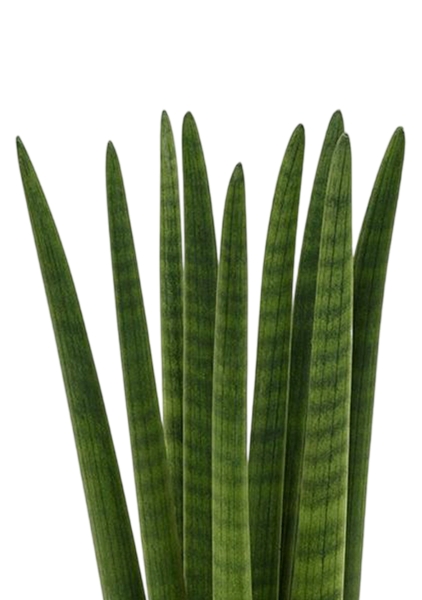 Сансевиерия Цилиндрика Спагетти 12/40 см в OJO