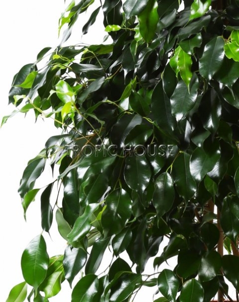 Фикус Колумнар 55/200 см