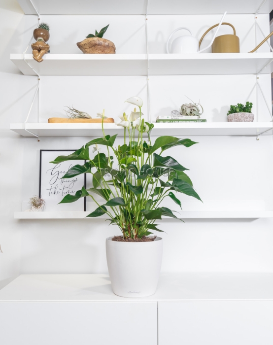 Антуриум белый в CLASSICO 21