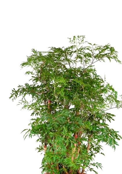 Полисциас Гавайи Минг 21/90 см в CLASSICO LS 28 Полисциас Гавайи Минг 21/90 см в CLASSICO LS 28