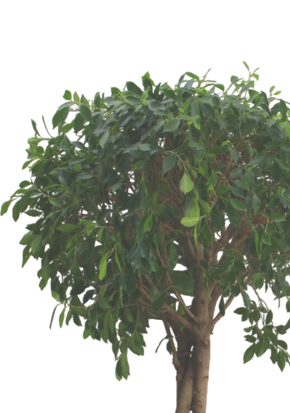 Фикус Нитида переплетенный 42/200 см в CUBE 50