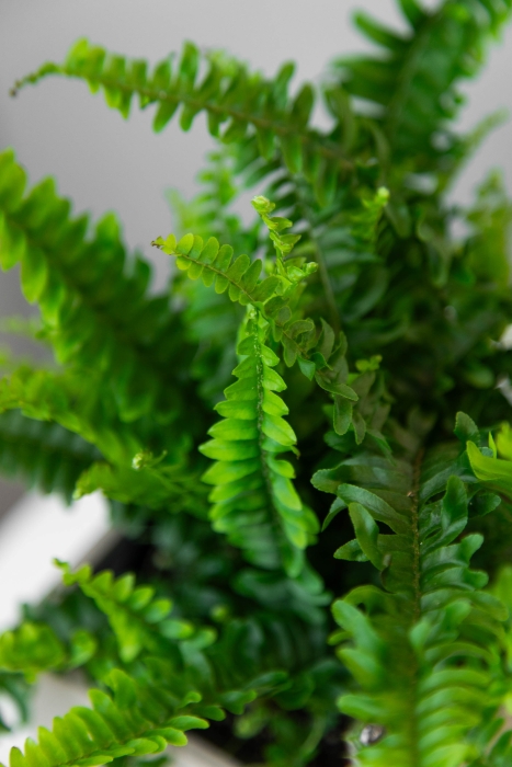 Нефролепис в CANTO STONE 14