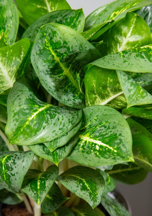 Аглаонема Лемон Минт CLASSICO LS 28