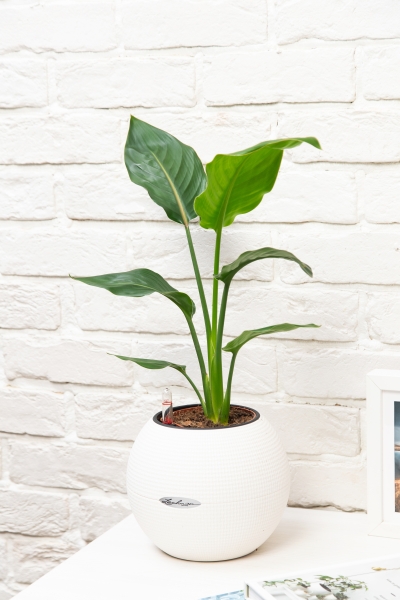 Стрелиция Регина в PURO 20