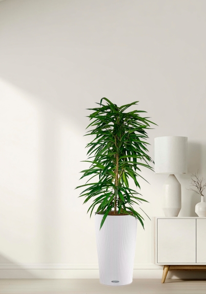 Фикус Али пирамида 24/120 см в CILINDRO COLOR 32 Фикус Али пирамида 24/120 см в CILINDRO COLOR 32