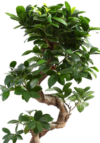 Фикус Микрокарпа Гинсенг 22/60 см