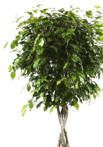 Фикус Экзотика переплетенный в CUBICO COLOR 30 Фикус Экзотика переплетенный в CUBICO COLOR 30