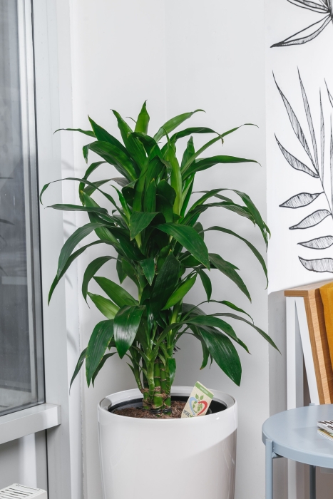 Драцена Джанет Крейг в RONDO 32