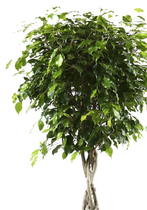 Фикус Экзотика переплетенный в CUBICO COLOR 30