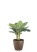 Диффенбахия Рефлектор 14/50 см в CLASSICO COLOR 18