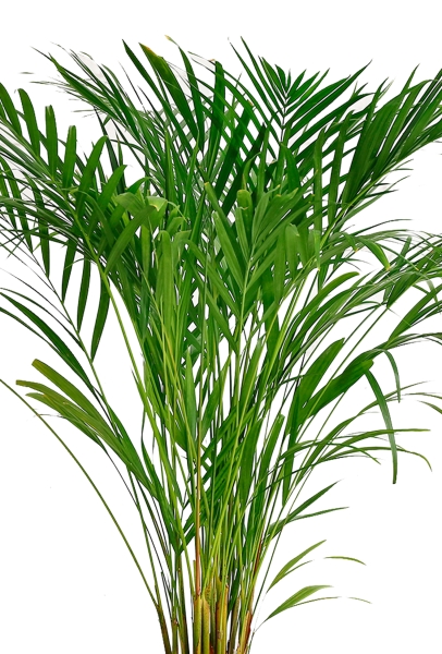 Хризалидокарпус Арека 19/120 см в CUBE 30