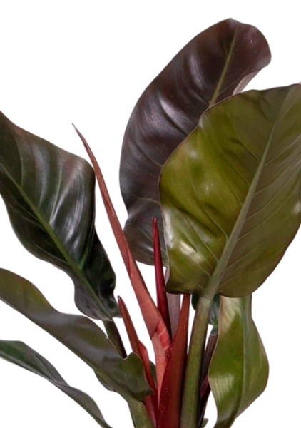 Филодендрон Империал Ред 15/40 см