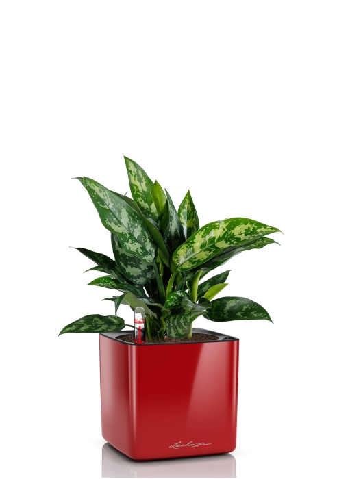 Аглаонема Мария в CUBE GLOSSY 14, ярко-красный блестящий