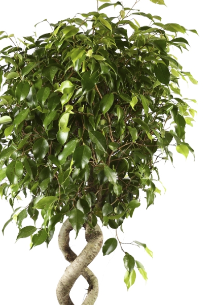 Фикус Бенджамина Экзотика двойная спираль 31/140 см Фикус Бенджамина Экзотика двойная спираль 31/140 см