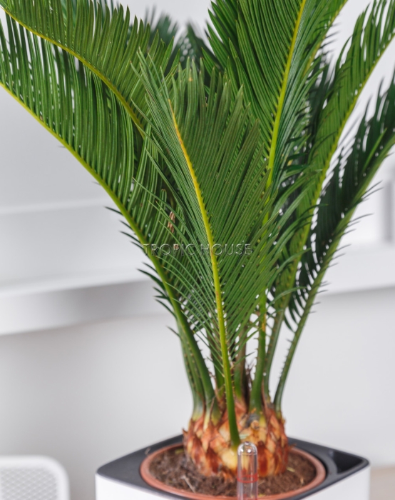 Цикас в CUBE GLOSSY 14