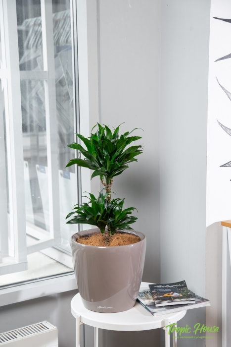 Драцена Компакта в CLASSICO LS 28