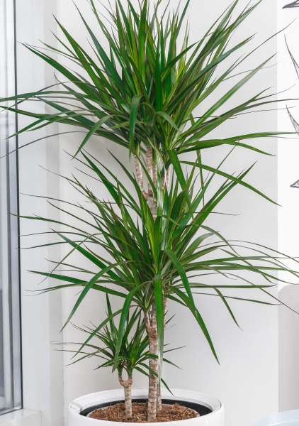 Драцена Маргината 3 ствола 21/120 см