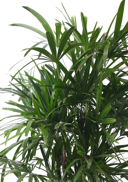 Рапис 40/230 см