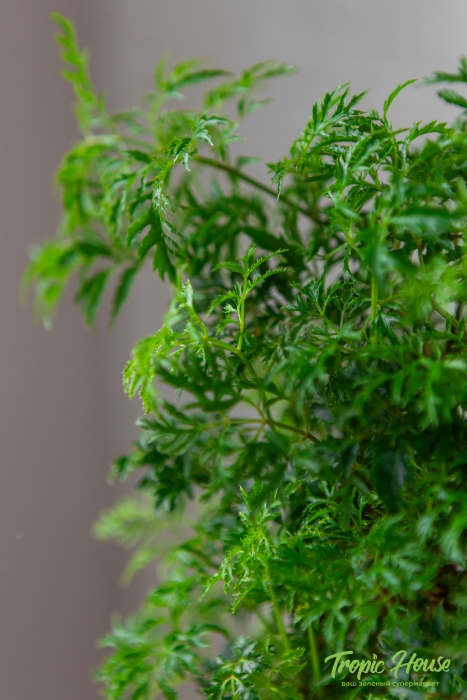 Полисциас Фрутикоза PURO 20