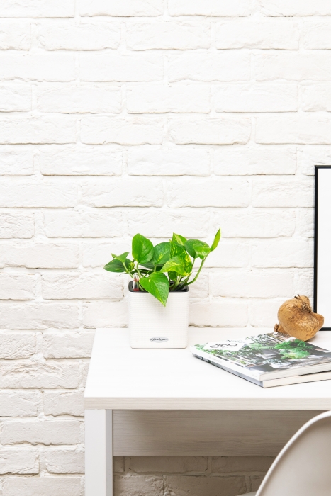 Сциндапсус Ауреум в CUBE COLOR 14