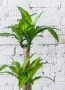 Драцена Массанжеана 2 ствола 19/100 см