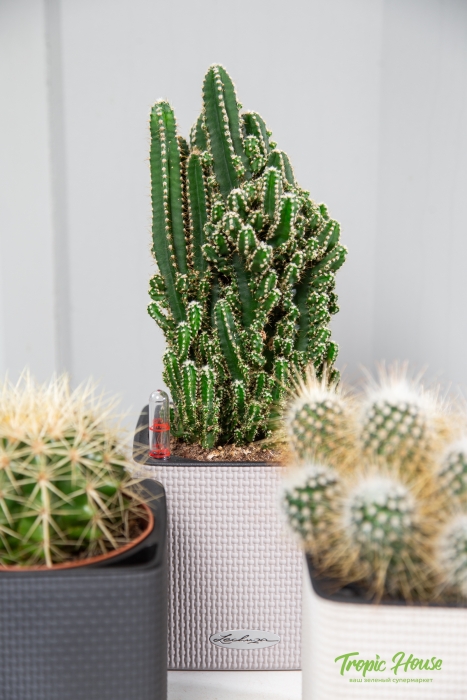 Набор "Кактусы" в CUBE COLOR 14