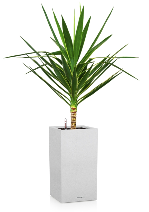 Юкка Пак в CANTO STONE HIGH 30, белый песок