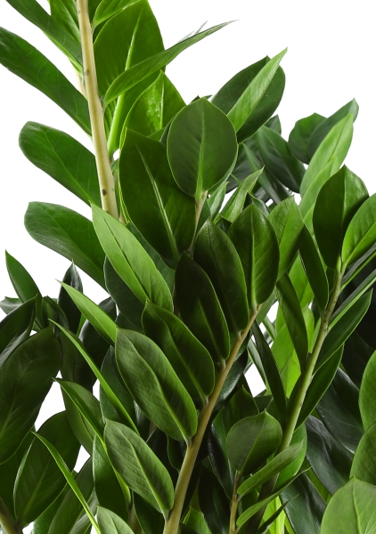 Замиокулькас 21/80 см в CUBICO COLOR 30