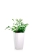 Актиниоптерис Австралийский 5/10 см в MINI CUBI