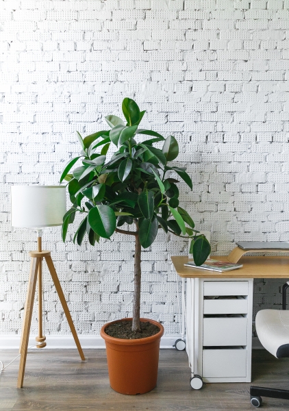 Фикус Эластика Мелани на штамбе 40/170 см Фикус Эластика Мелани на штамбе 40/170 см