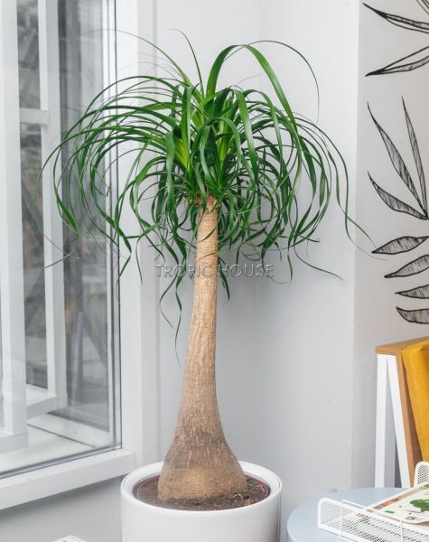 Нолина в RONDO 32