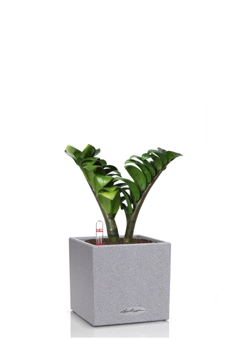 Замиокулькас Зензи в CANTO STONE 14, серый камень