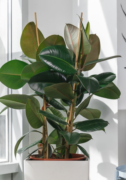 Фикус Эластика Робуста в CUBICO 30