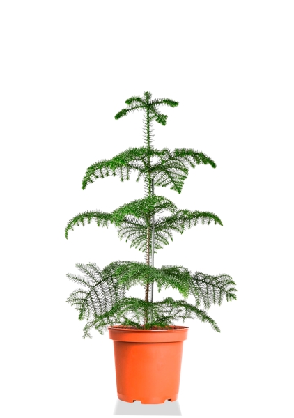 Араукария Гетерофилла 24/110 см