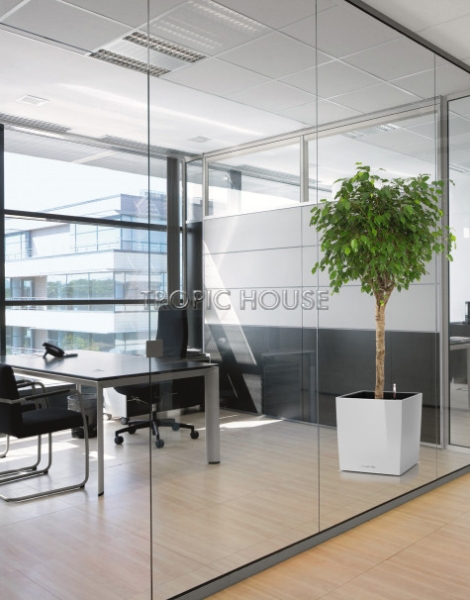 Фикус Бенджамина в CUBE 50