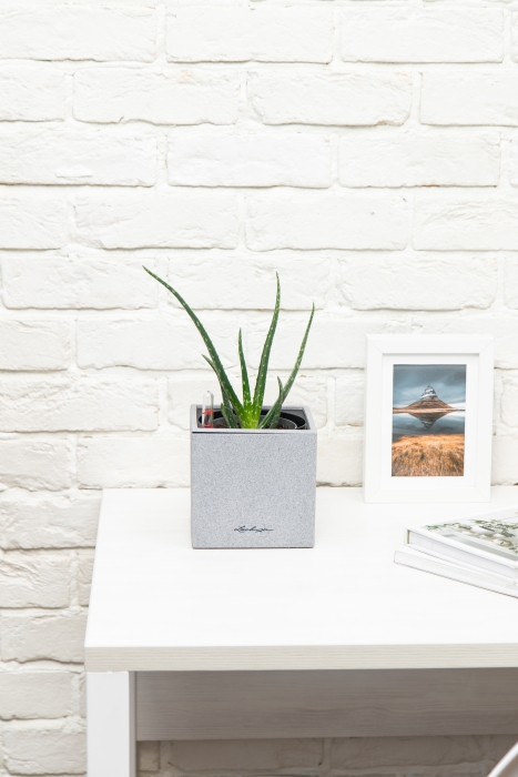 Алоэ Вера в CANTO STONE 14