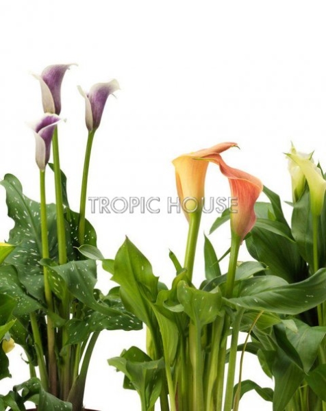 Калла подарочная в PURO 20