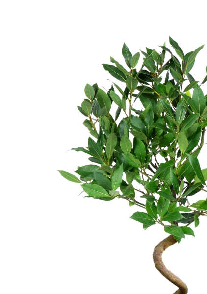 Лавр на стволе спираль 25/140 см Лавр на стволе спираль 25/140 см