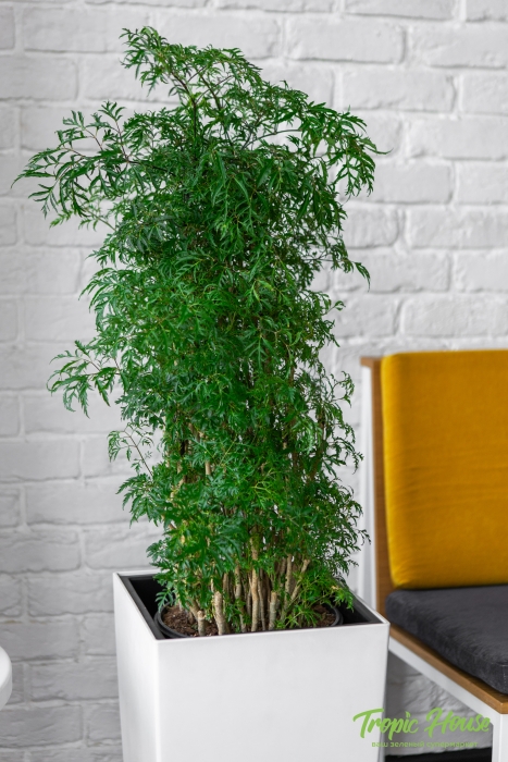 Полисциас Фрутикоза в CUBICO COLOR 30