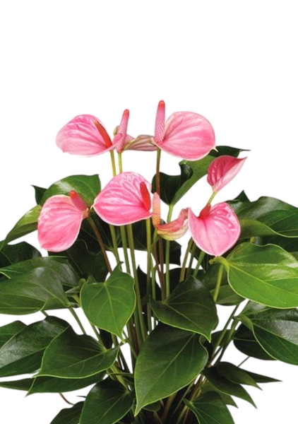 Антуриум Андрианум розовый 17/60 см в CUBICO COLOR 22