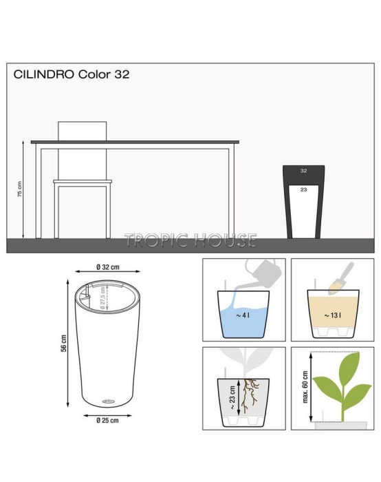 Вашингтония в CILINDRO 32