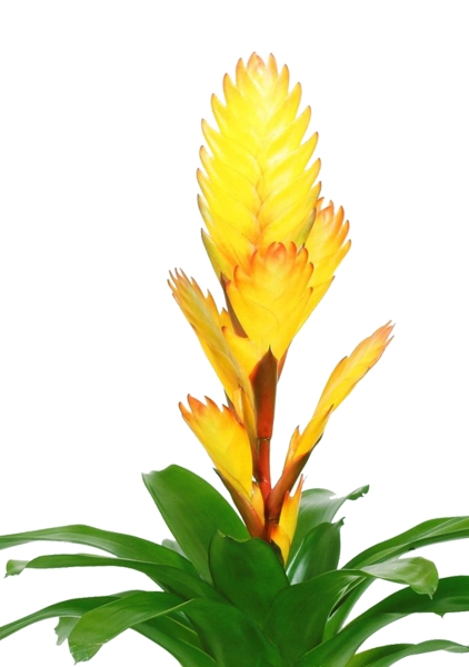 Вриезия желтая в PURO 20 Вриезия желтая в PURO 20