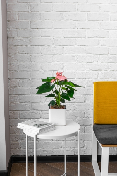 Антуриум розовый в CUBE GLOSSY 14 Антуриум розовый в CUBE GLOSSY 14