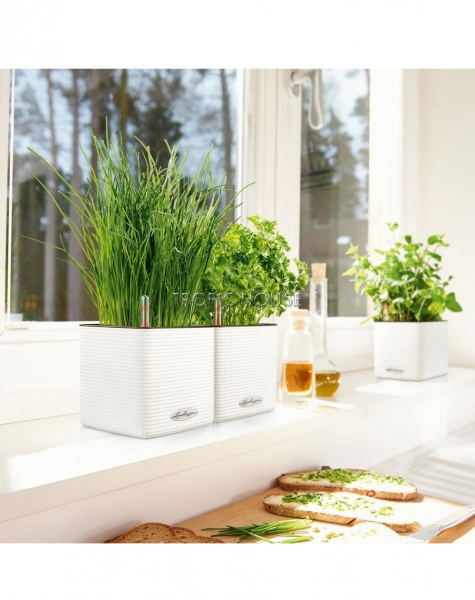 Кашпо LECHUZA CUBE Color 16х16 см