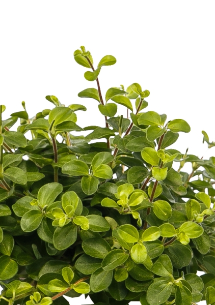 Пеперомия Ротундифолия 12/20 см