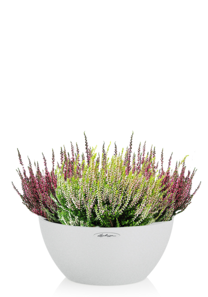 Вереск (Эрика) в CUBETO COLOR 30