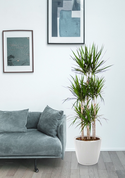 Драцена Маргината карусель 30/150 см