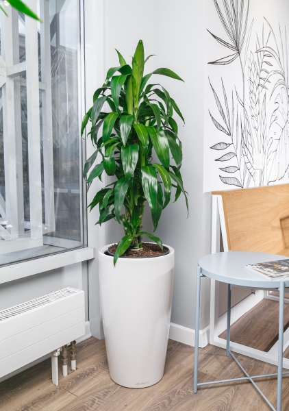 Драцена Джанет Крейг бранч 24/100 см